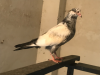 গারমি ওয়ালে কবুতর